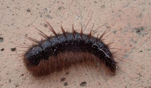 Dermestes sp.